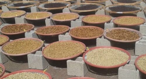 Etiopia Lekempty Fazenda Habesha Coffee Natural