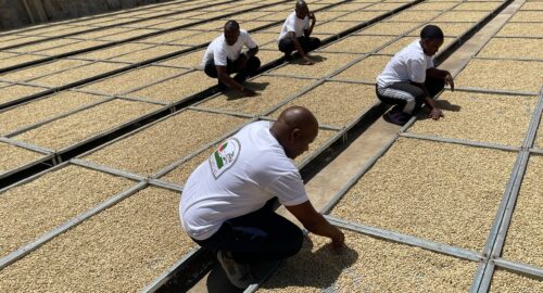 RWANDA ARABICA KABILA SEMI-WASHED