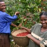Uganda Robusta Organic Fairtrade RFA