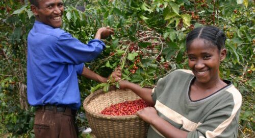 Uganda Robusta Organic Fairtrade RFA