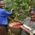 Uganda Robusta Organic Fairtrade RFA