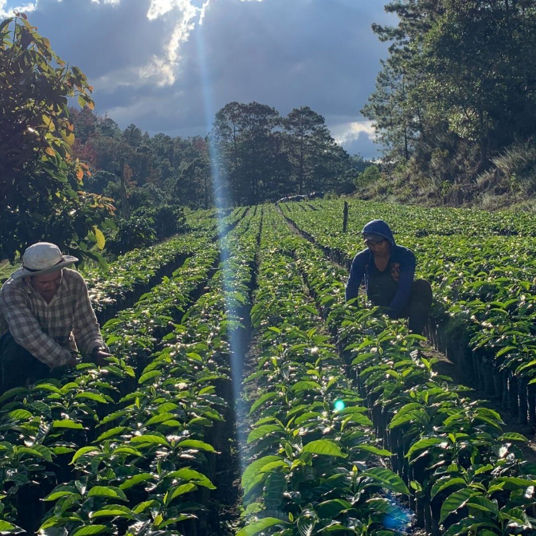 Coffee_beans_honduras