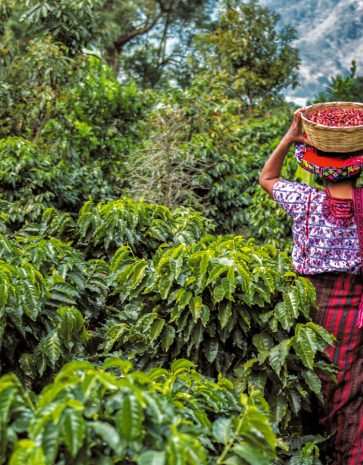 caffe-guatemala