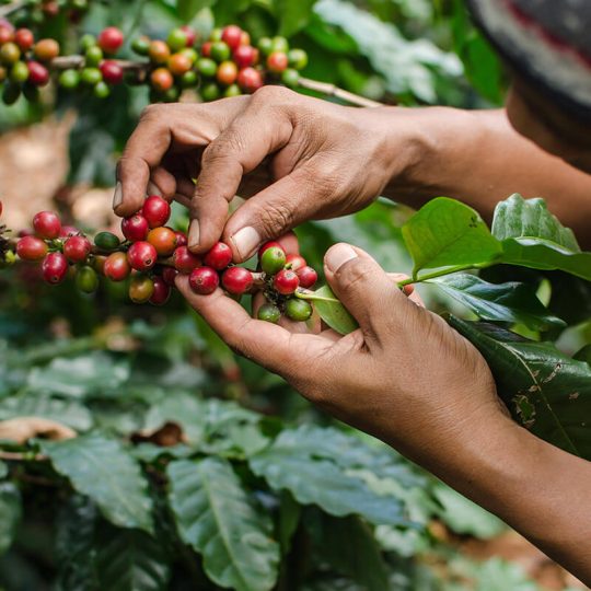 coffee-beans-coffee-tree