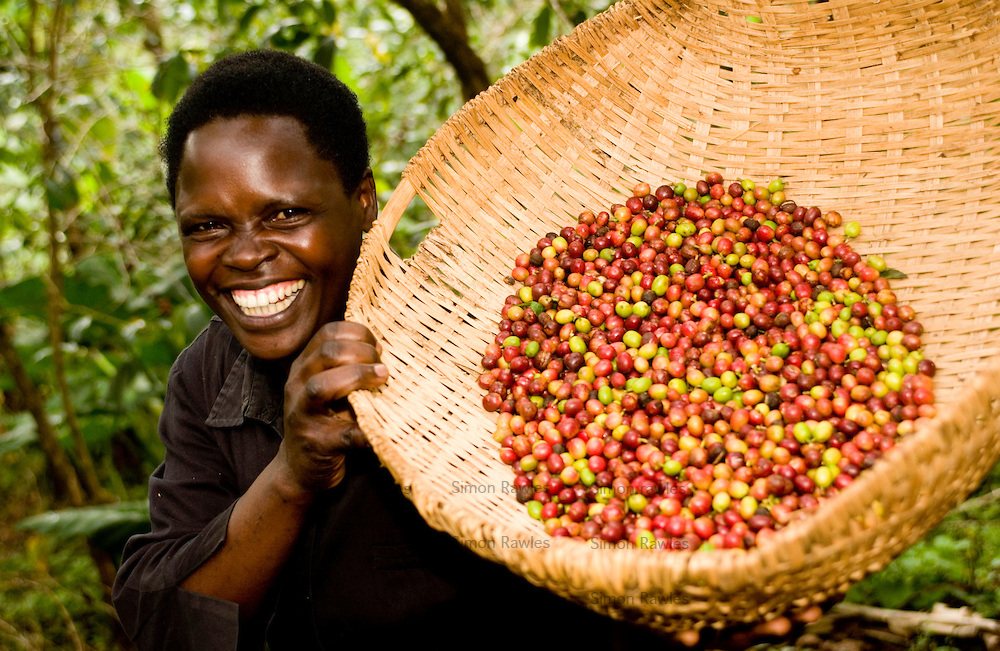 uganda caffe verde