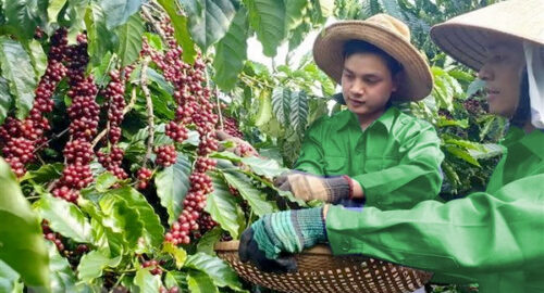 TANZANIA AMCOS MUHURILE ROBUSTA BIO